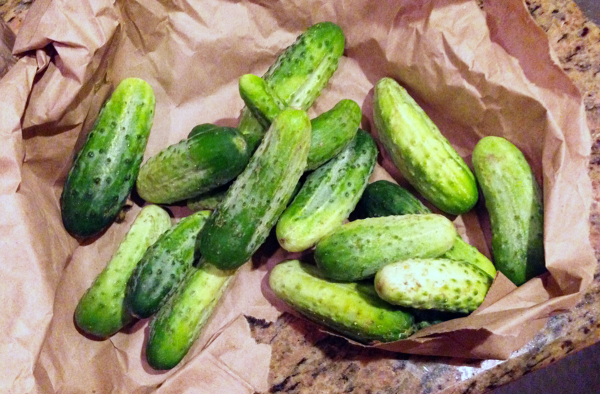 Cucumbers ready to pickle