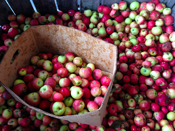 The Best Ciders | The Fresh Day